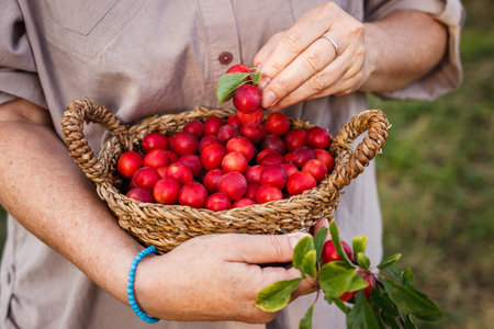 Farmer holding harvested red mirabelle plums in wicker basket. Woman picking fruitsの写真素材