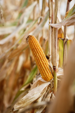 Corn cob in agricultural field. Dry maize plant before harvestの写真素材