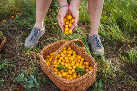 Farmer picking yellow mirabelle plum fruits into wicker basket. Harvest fruit in orchardの写真素材