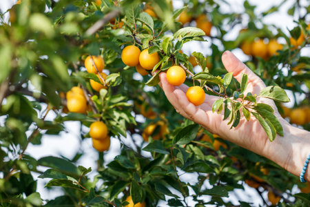 Farmer hand picking ripe yellow mirabelle plum from tree. Harvesting fruit in orchardの写真素材