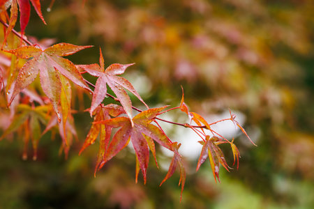 Japanese maple tree leaves after rain in autumn garden. Fall season nature backgroundの写真素材