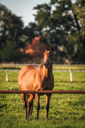 Pregnant thoroughbred horse mare on pasture. Animal farm