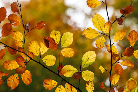 Autumn leaves of beech tree. Fall season in forest. Closeup colorful leafの写真素材