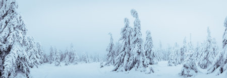 Winter forest in fog. Snow covered spruce trees with frozen mist. Cold weather in the mountains. Panoramic viewの写真素材