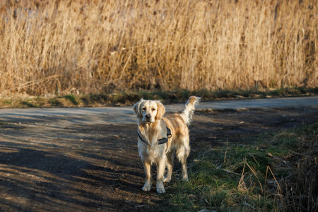 Golden Retriever standing on footpath. Dog walking outdoorsの写真素材