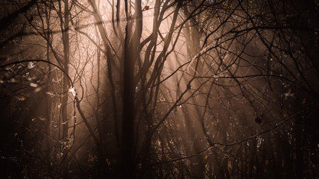 Dark mystery forest with sunbeam shining through fog. Mystical and spooky woodland. Atmospheric mood in natureの写真素材