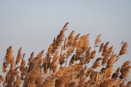 Reed grass and blue sky. Windy weather in nature