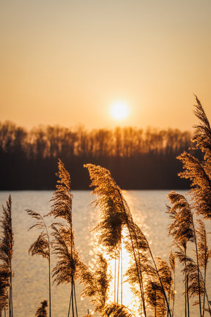 Golden sunset in nature. Reed grass at lake. Sunlight reflection on water surfaceの写真素材