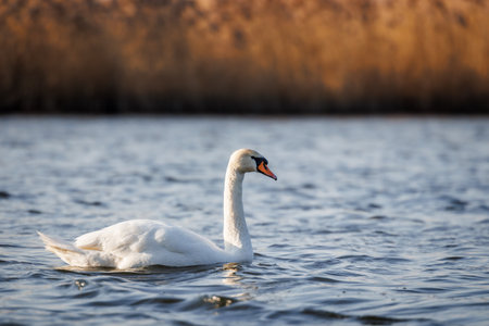 Swan on lake. Small waves on blue water surface. Big bird in natural habitatの写真素材