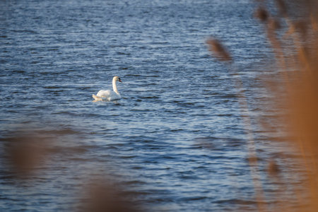White swan on lake. Big bird in natural habitat. Small waves on blue water surfaceの写真素材