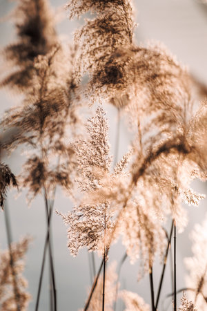 Reed grass in wind at river. Natural background with soft focus and pastel colorsの写真素材