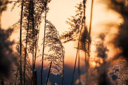 Reed grass at riverbank during sunset. Beautiful natural detail with bokeh backgroundの写真素材
