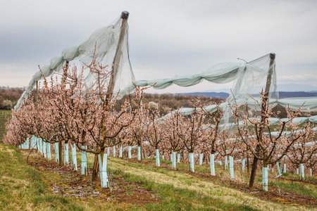 Blooming apricot trees with anti hail net protection. Spring in orchardの写真素材