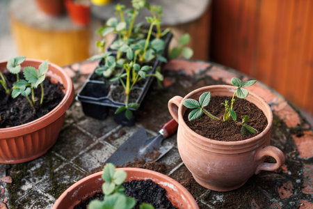 Potted strawberry plant in flower pot. Planting berry fruit seedling at springtimeの写真素材