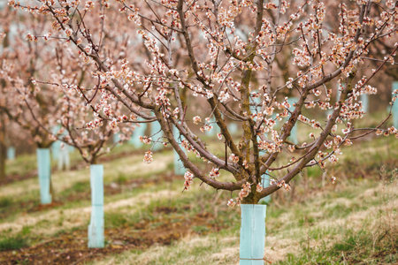 Blooming apricot trees in a row. Spring in fruit orchard. Pink blossomの写真素材