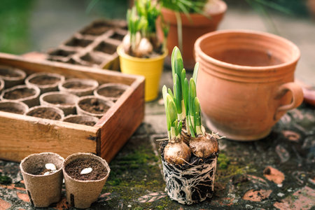 Spring planting. Daffodil plant bulbs and biodegradable peat pot on tableの写真素材