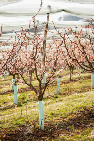 Blooming apricot trees with anti-hail net protection. Spring in fruit orchardの写真素材