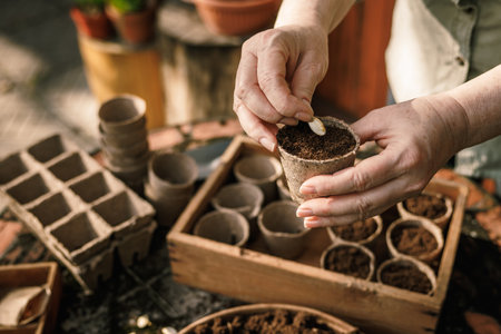 Farmer planting pumpkin seed into biodegradable peat pot. Spring gardening and sowingの写真素材