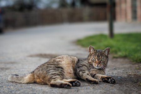 Tabby cat lying on road. Cute domestic cat from countrysideの写真素材