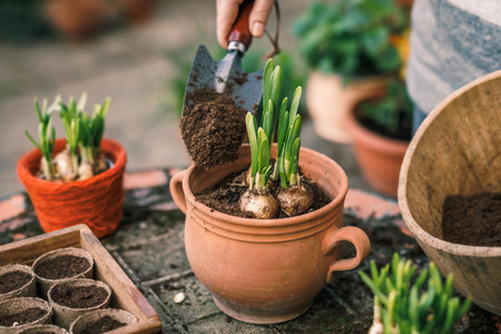 Planting daffodil plant bulb into flower pot. Spring gardeningの写真素材