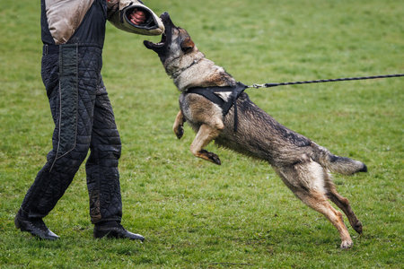 Dog training bite and defense work. Animal trainer and German shepherd police or guard dogの写真素材