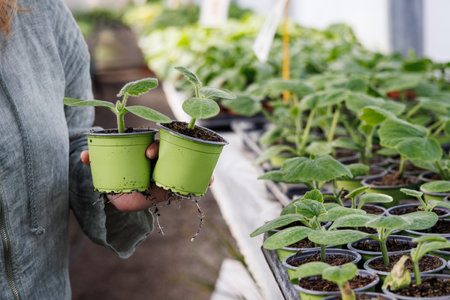 Woman shopping pumpkin seedling at farmers market. Potted plants for saleの写真素材