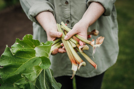 Rhubarb harvesting in organic garden. Woman holding rhubarb stalk in her handsの写真素材