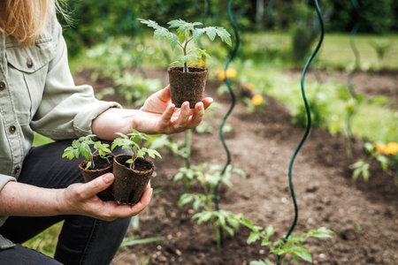 Sustainable organic gardening in vegetable garden. Farmer holding tomato plant seedling in biodegradable peat potの写真素材
