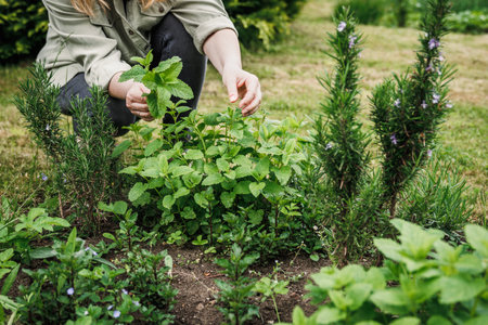 Woman picking lemon balm leaves from organic herb garden. Green herbal plantの写真素材