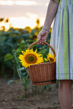 Woman farmer holding wicker basket with sunflower. Organic gardening and harvesting at farm. Summer in agricultural fieldの写真素材