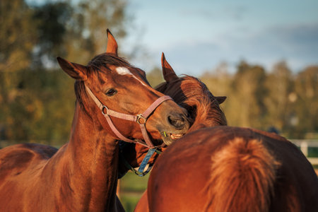 Two horses biting, scratching and grooming each other on pasture. Animal behaviorの写真素材