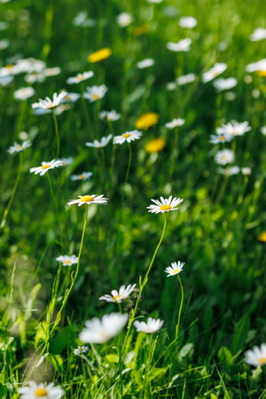 Daisy flowers in bloom. Summer meadow in nature. Defocused background and selective focus to flowerの写真素材
