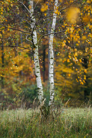 Birch tree with colorful leaves in autumn forest. Fall season in natureの写真素材