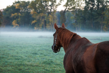 Red horse. Fog over pasture in cold morning. Rural scenery with animalsの写真素材
