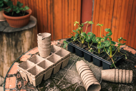 Biodebradable peat pots and potted strawberry plant seedling ready for planting. Sustainable organic gardeningの写真素材