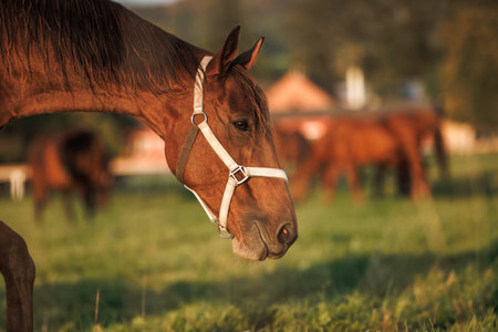 Brown horse on pasture in animal farm. Portrait of thoroughbred horse headの写真素材