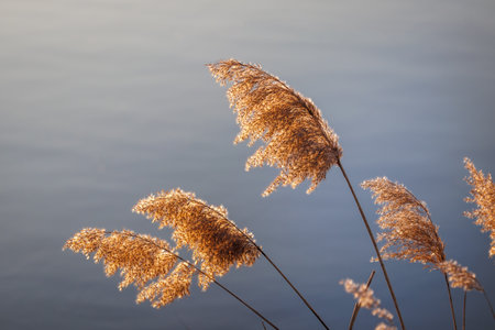 Reed grass at lake with blue water surface. Tranquility in natureの写真素材