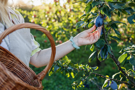 Woman picking plum into basket in garden. Fruit harvesting in orchardの写真素材