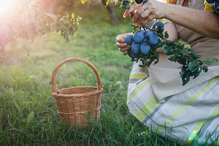Plum harvest. Woman farmer picking plums into basket in garden. Harvesting fruit in orchardの写真素材