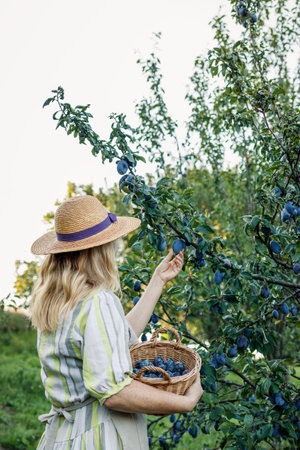 Plum harvest in orchard. Woman farmer picking plums from fruit tree in organic gardenの写真素材