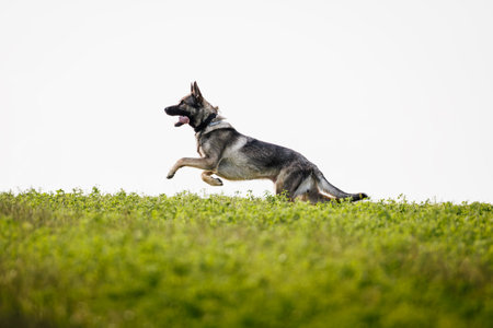 German shepherd dog running in field. Playful pet jumping outdoorsの写真素材