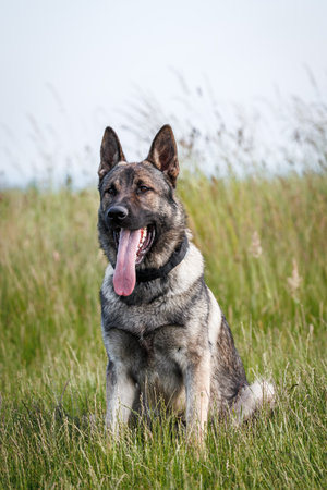 German shepherd dog sitting in grass. Portrait of trained dog outdoorsの写真素材