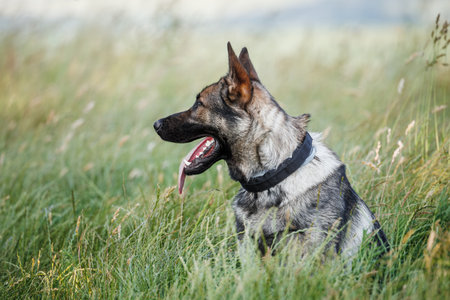 German shepherd dog sitting in grass. Portrait of purebred dog outdoorsの写真素材