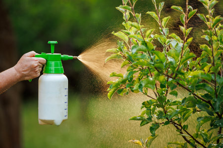 Spraying tree with insecticide against pests and diseases in the garden using spray bottleの写真素材