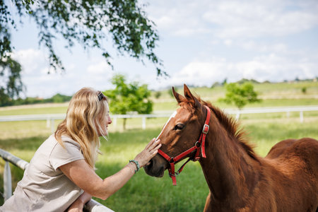 Woman stroking foal at pasture. Thoroughbred horse at farmの写真素材