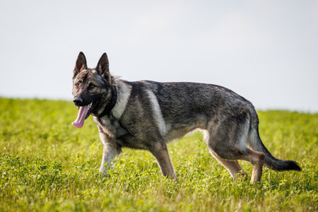 German shepherd dog in field. Gray purebred sheepdog outdoorsの写真素材