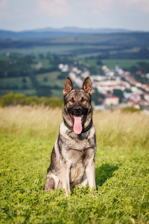 German shepherd dog sitting in grass. Portrait of trained dog outdoorsの写真素材
