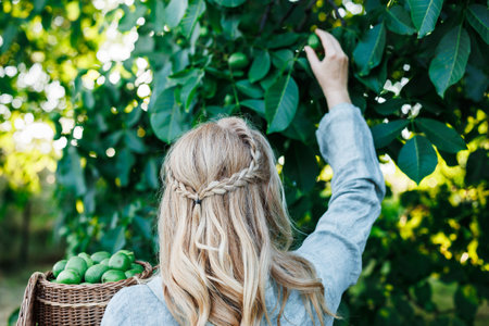Woman harvesting unripe walnut into wicker basket for making homemade nut liqueurの写真素材