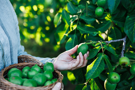 Female farmer picking unripe walnut into wicker basket from nut tree. Healthy food from organic farmの写真素材