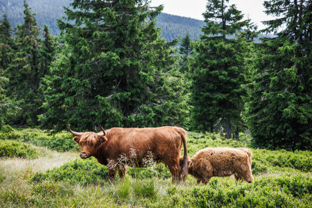 Scottish highlands cattle livestock. Cow with calf in mountain forestの写真素材